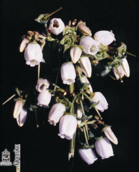Arandano (Vaccinium sp.) - Flor.jpg